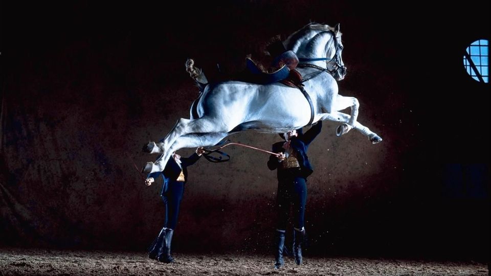 Cómo bailan los caballos andaluces, en Jerez