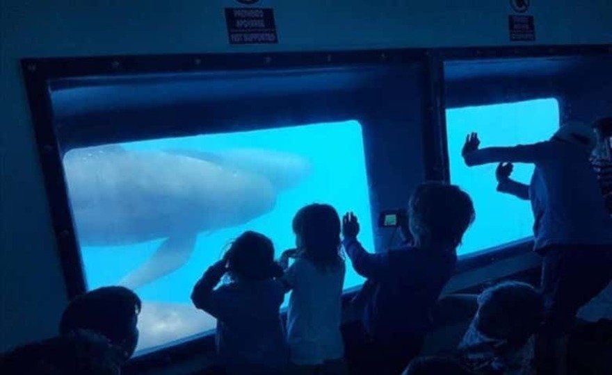 Avistamiento de delfines en Gibraltar